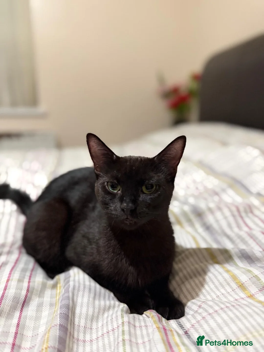 Mixed Breed cats for sale: Maine coon cross tabby mixed kittens - Advert 1