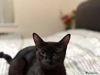 Mixed Breed cats Maine coon cross tabby mixed kittens - Advert 9