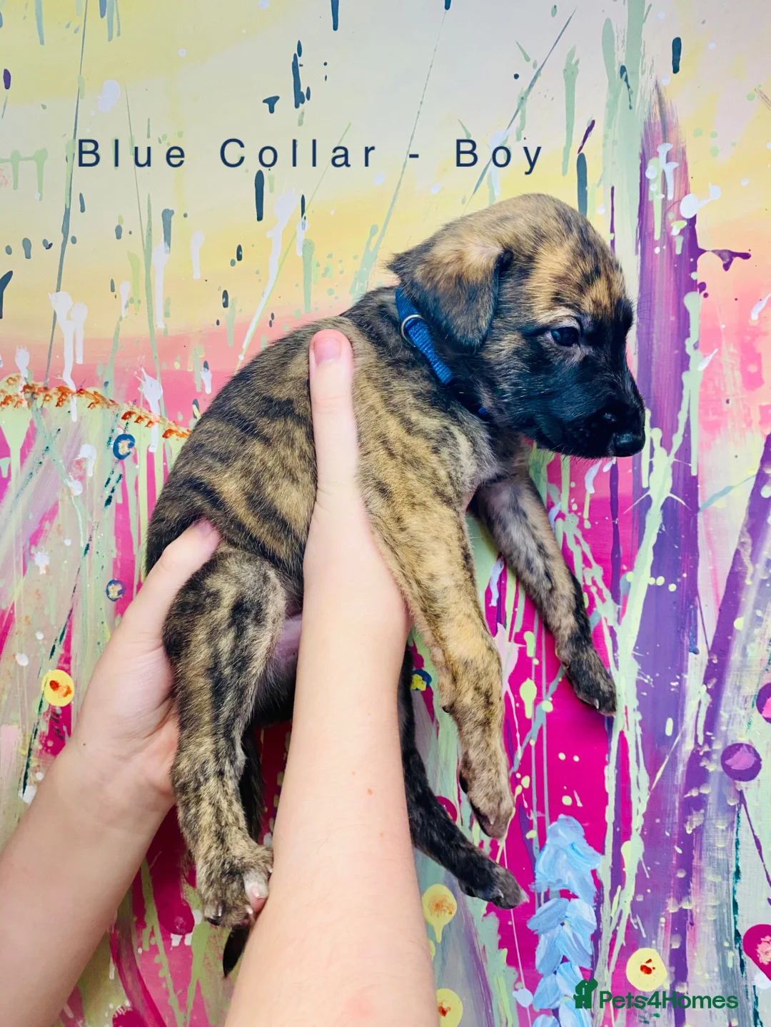 Lurcher dogs for sale: 6 Stunning Lurcher Pups Available 23rd March - Advert 20