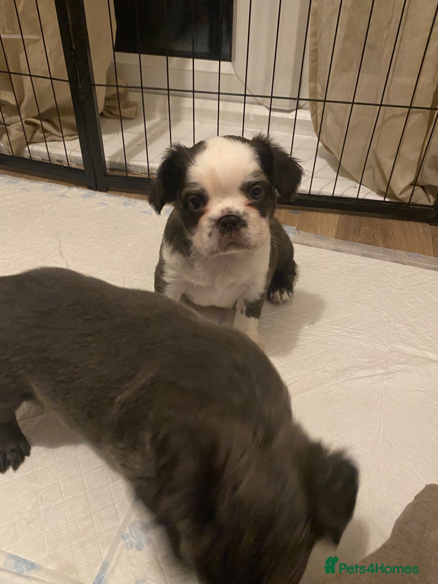 French Bulldog dogs 🐾 FLUFFY FRENCHIE GIRLS 🐾  - Advert 2