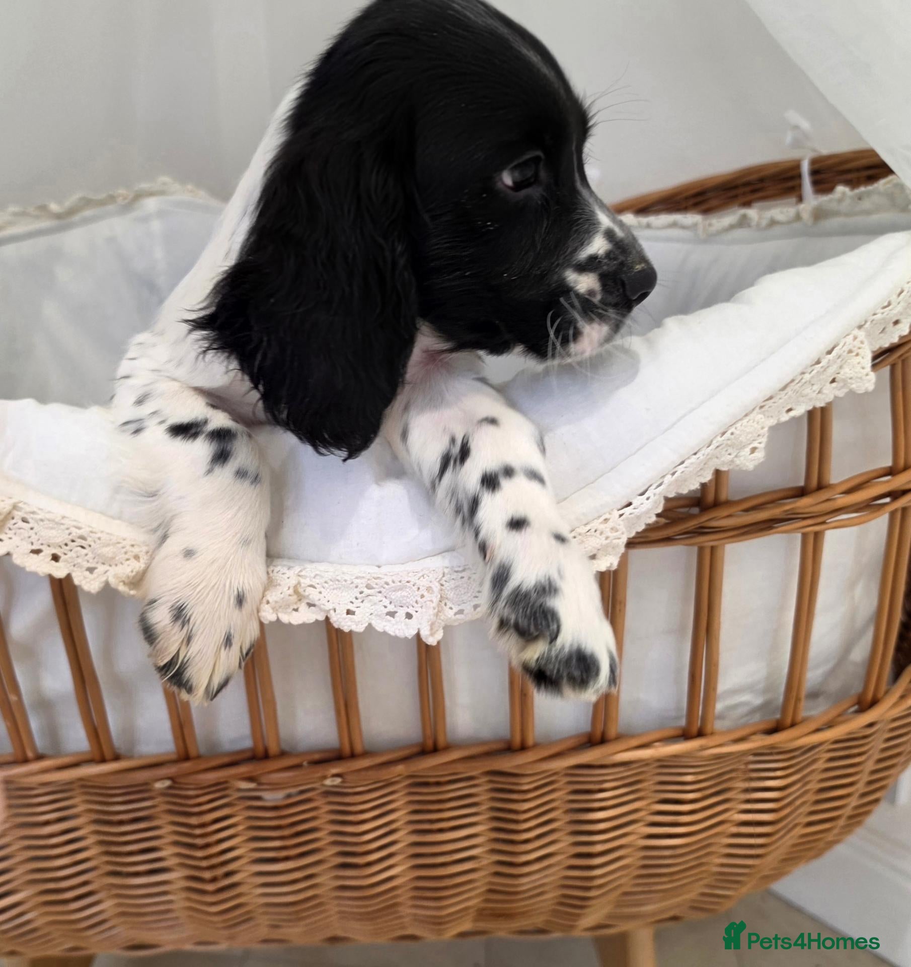 Cocker Spaniel dogs Working Type Cocker Spaniels - Advert 1