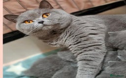British Shorthair cats for sale: Champion queen GCCF ACTIVE - Image 5