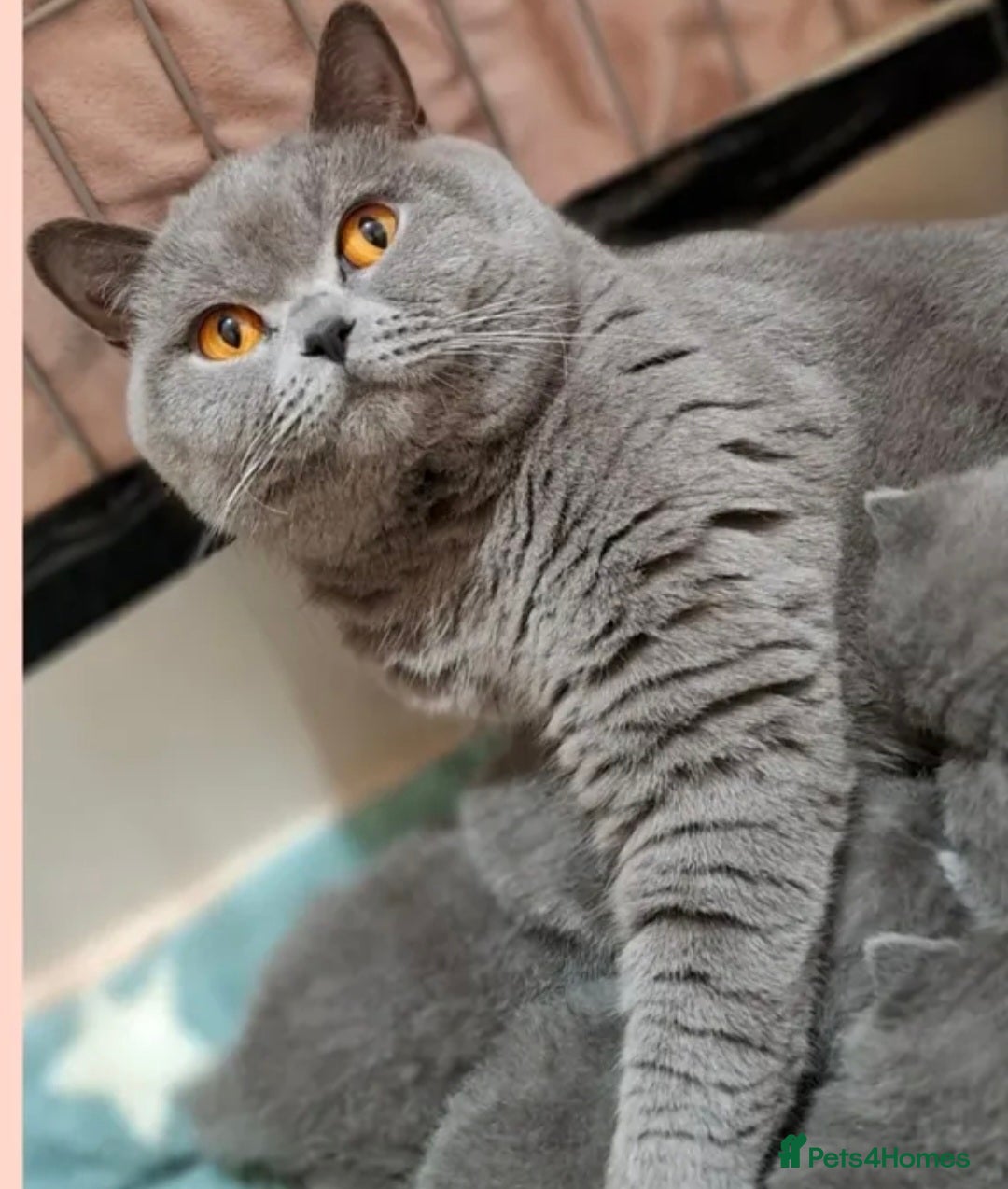 British Shorthair cats for sale: Champion queen GCCF ACTIVE - Image 5
