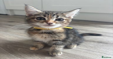 Maine Coon cats - Advert 10