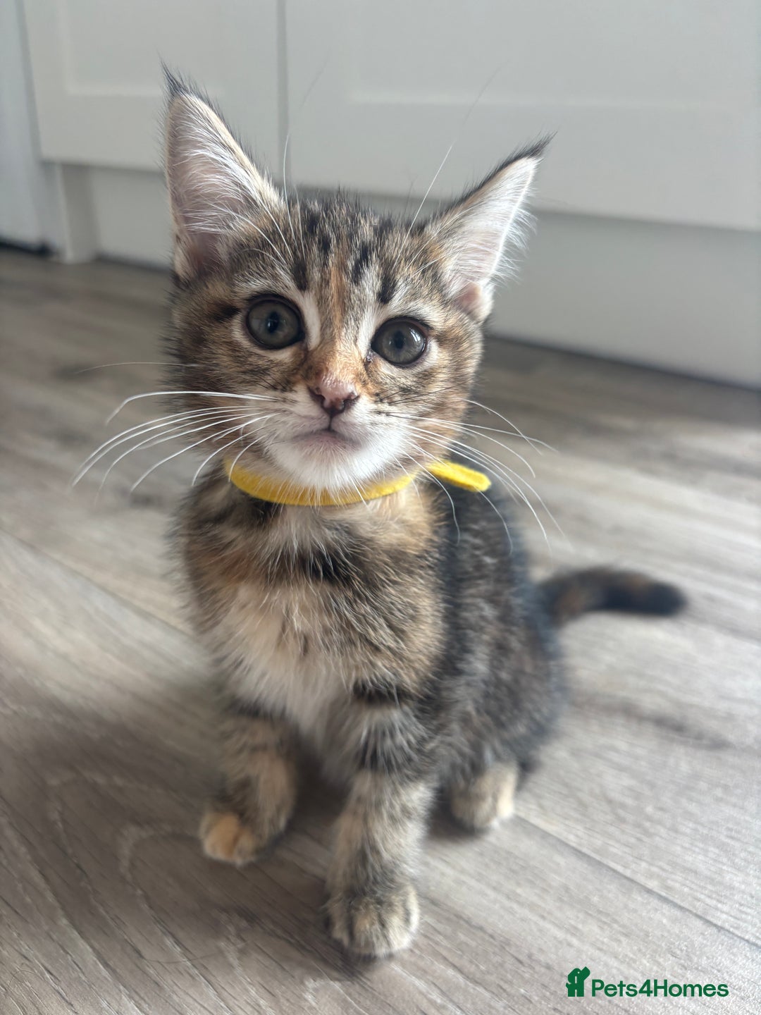 Maine Coon cats for sale: LAST GIRL REMAINING  - Image 2