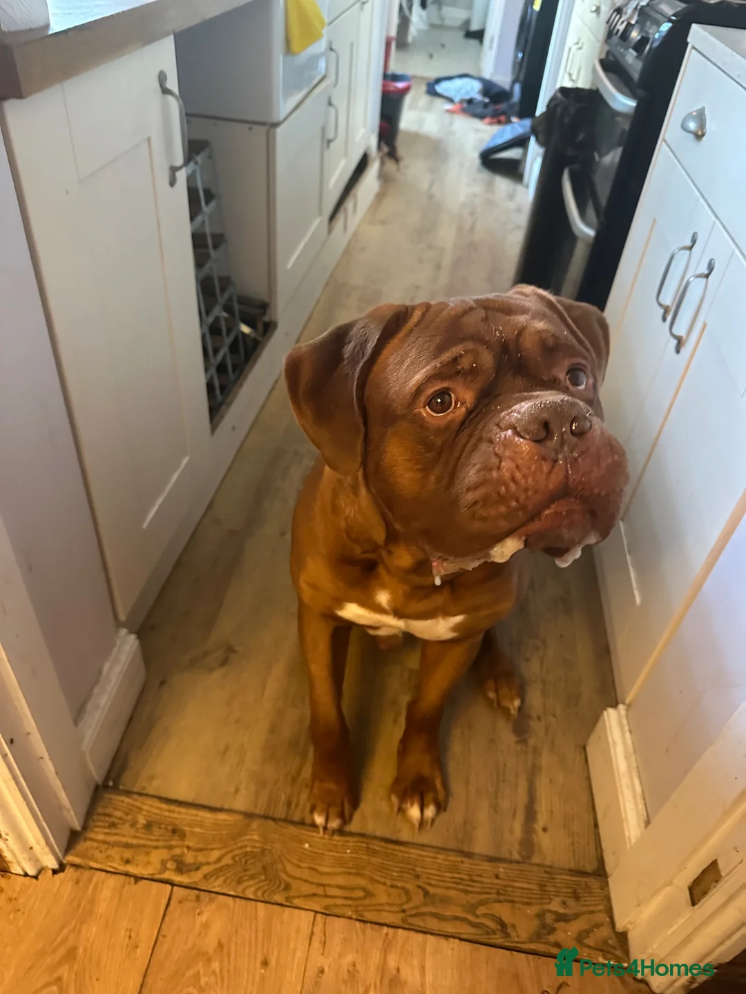 Dogue De Bordeaux dogs for sale: Hooch (Please Read) - Advert 4