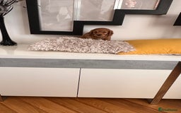 Mixed Breed dogs for sale: Adorable f2B Cockapoos  - Advert 4