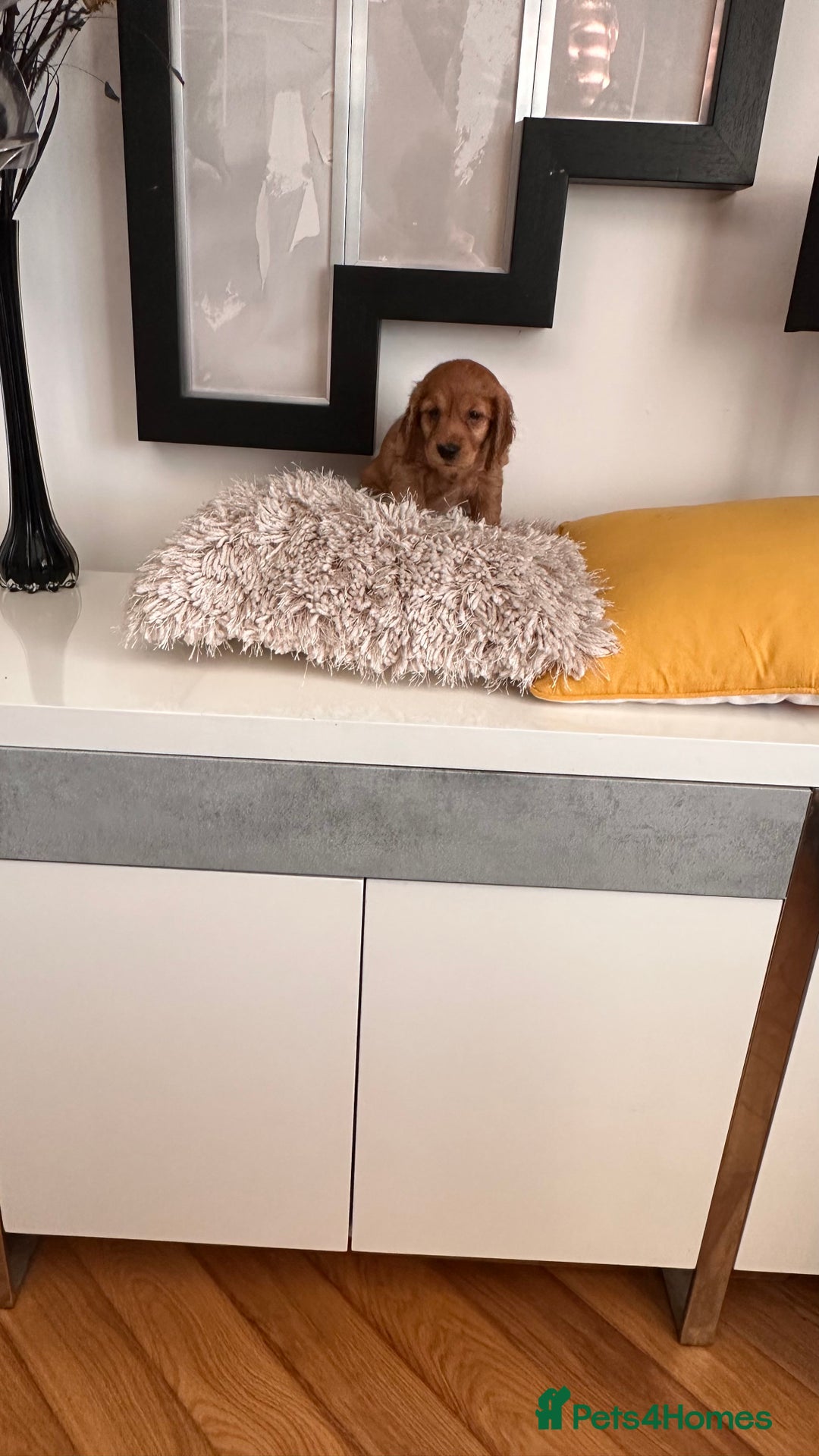 Mixed Breed dogs for sale: Adorable f2B Cockapoos  - Advert 4