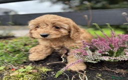 Cavapoo dogs for sale: Stunning health checked cavapoo puppies - Image 5