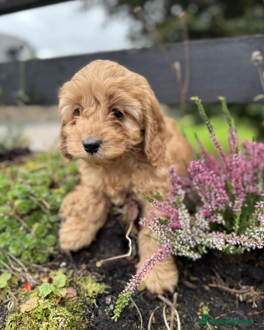 Cavapoo dogs for sale: Stunning health checked cavapoo puppies - Image 5