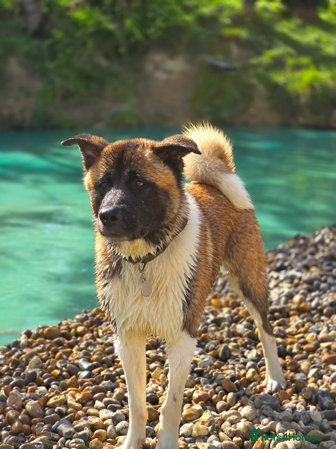 Akita dogs for sale: For sale 2 nearly 3 year old akita. - Advert 1