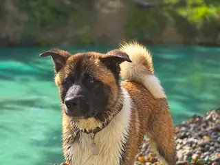 Akita dogs For sale 2 nearly 3 year old akita. - Advert 1