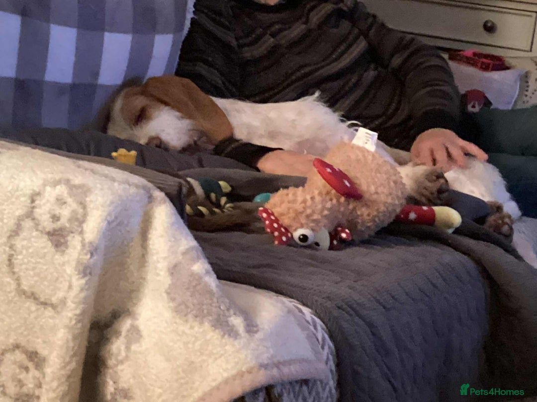 Mixed Breed dogs for adoption: Lovely Polly Griffon X looking for adoption - Advert 4