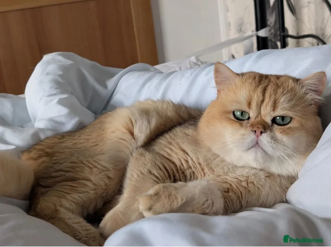 British Shorthair cats for stud: Purebred British Golden Cats - Advert 2