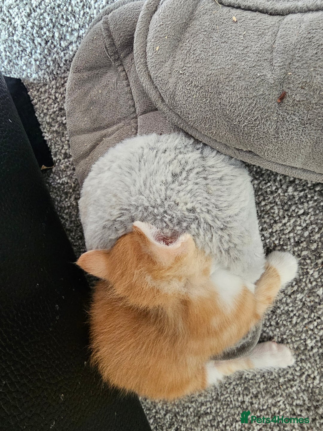 British Shorthair cats for sale: Male and female kittens for sale  - Image 7