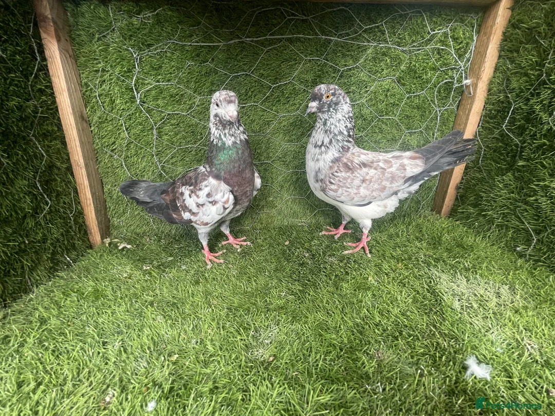 Pigeons birds for sale: Vaccinated Pakistani Pigeons – 20 Pairs - Advert 1