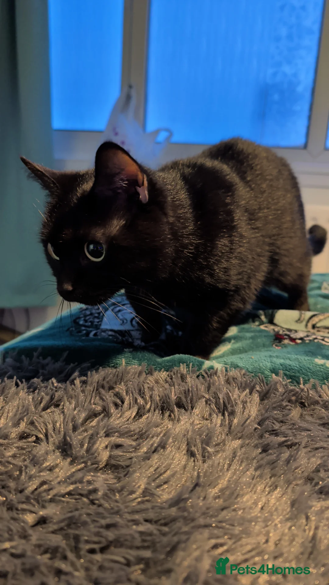Bombay cats for sale: chocolate tuxedo cross bombay girl  - Advert 2