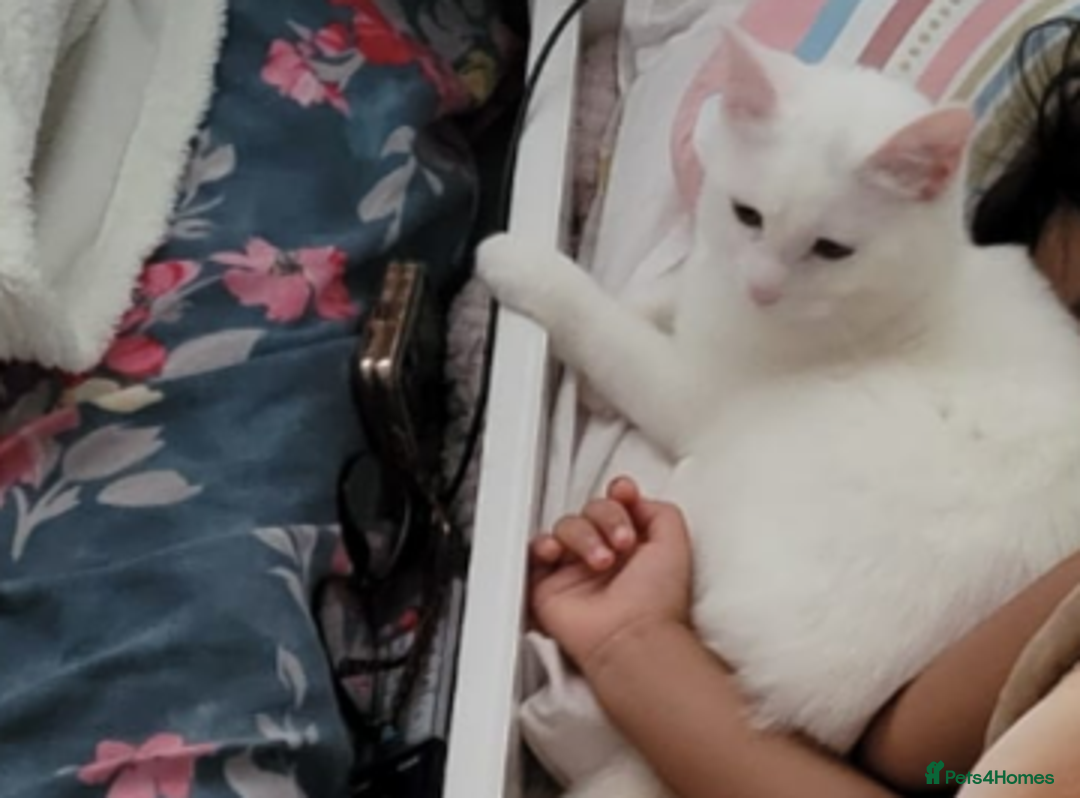Khao Manee cats for sale: Beautiful Female Kitten - Image 6