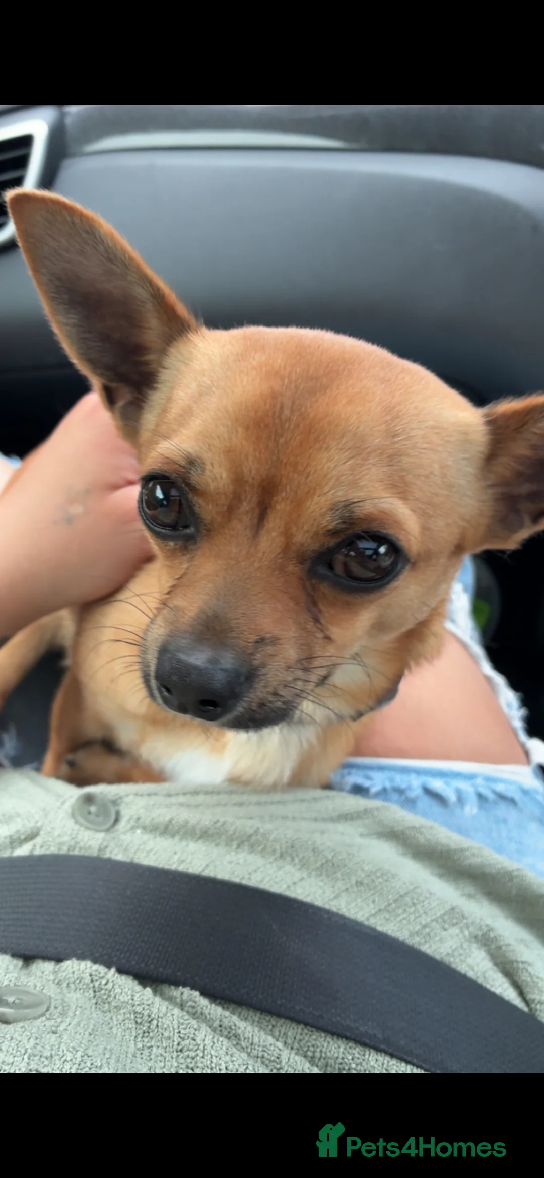 Chihuahua dogs for sale: Chihuahua boy for sale  in Rotherham - Advert 2