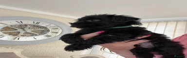 Mixed Breed Puppy 3