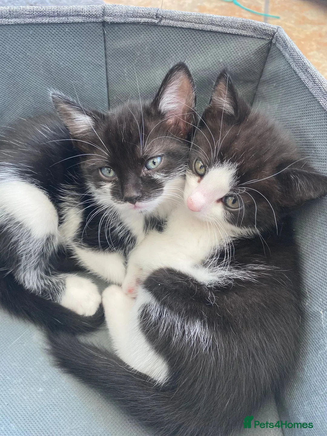 British Longhair cats for sale: British long-haired kittens for sale in urmston  in Manchester - Advert 1