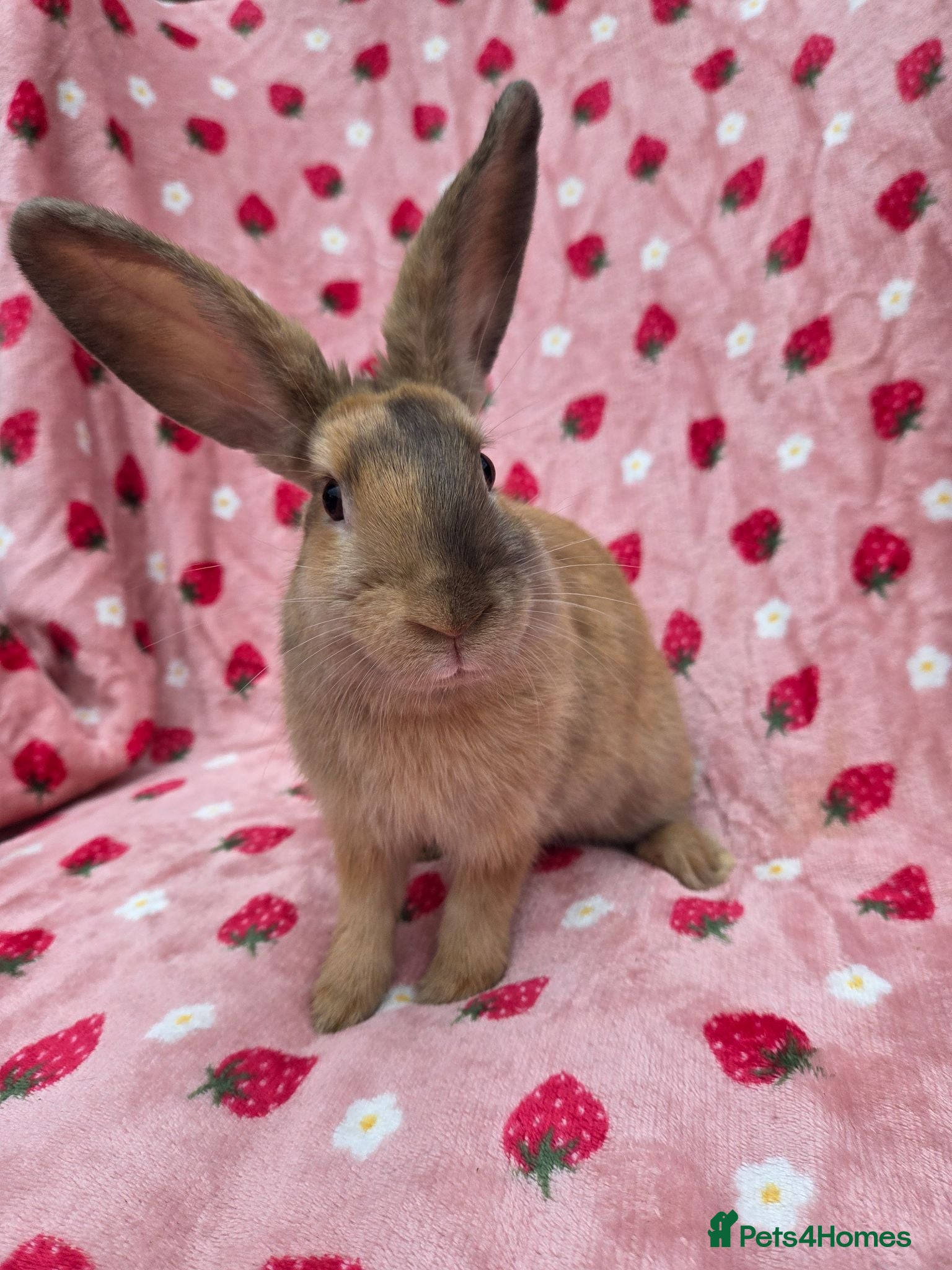 Mixed Breed rabbits Silly tame 11wk female Ginger harli plush mini lop - Advert 1