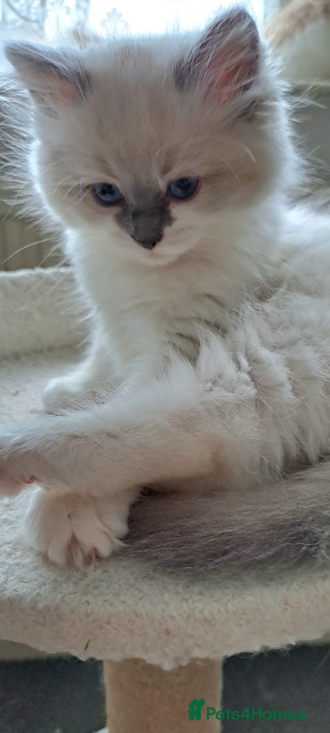 Ragdoll cats for sale: GCCF registered Ragdoll kittens 🐈 - Advert 2