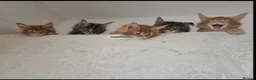 Maine Coon cats for sale: Wonderful Maine coon kittens - Advert 3