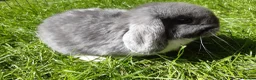 Mini Lop rabbits for sale: Gorgeous Mini Lops  - Advert 10