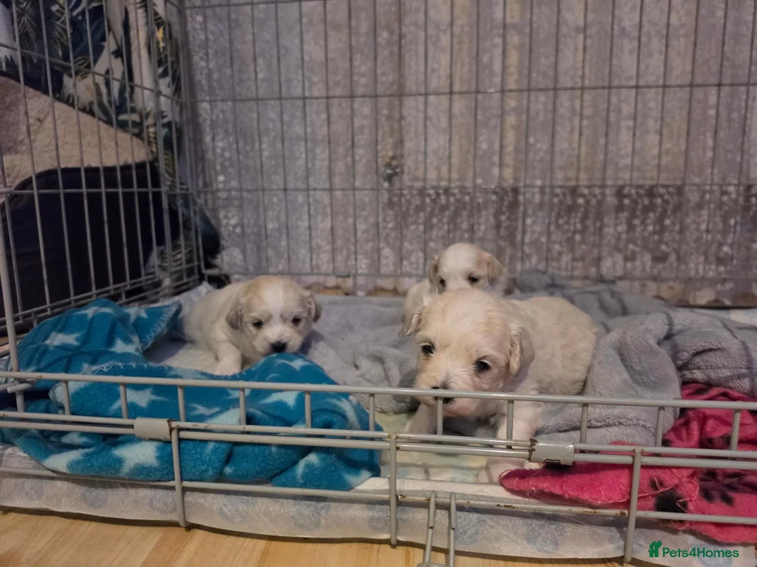 Mixed Breed dogs for sale: Bichon Maltese Puppies  - Advert 10
