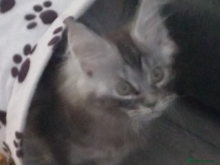 Maine Coon cats Maincoon - Advert 4