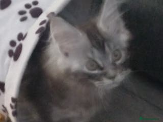 Maine Coon cats Maincoon - Advert 5