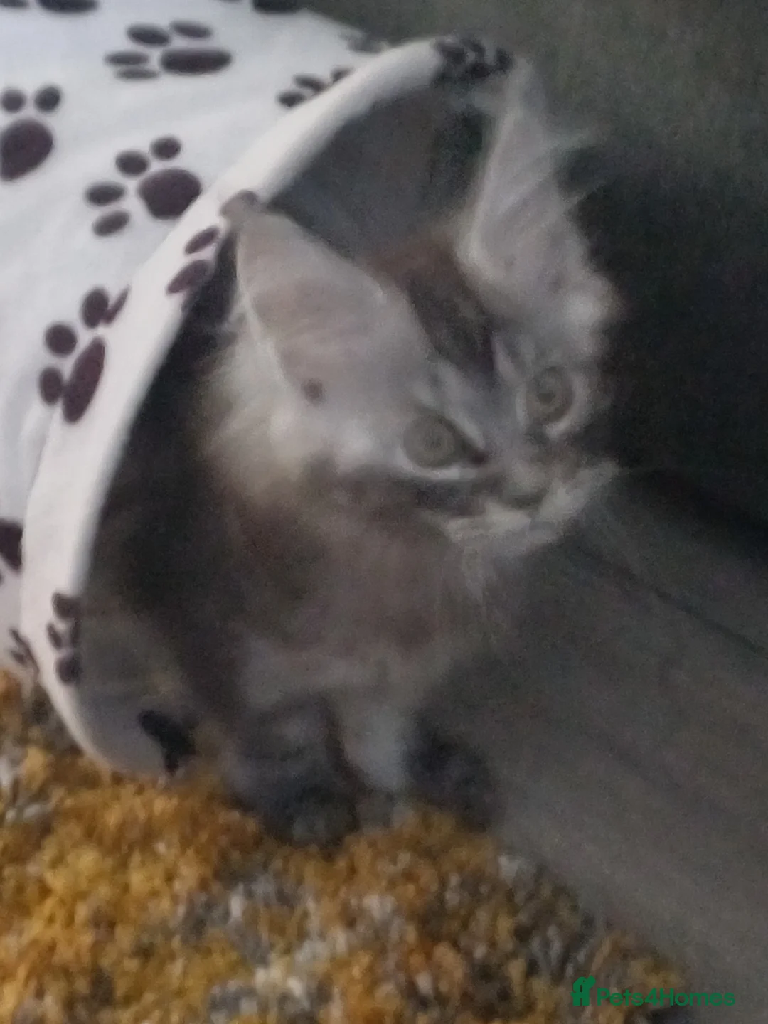 Maine Coon cats for sale: Maincoon  - Advert 1