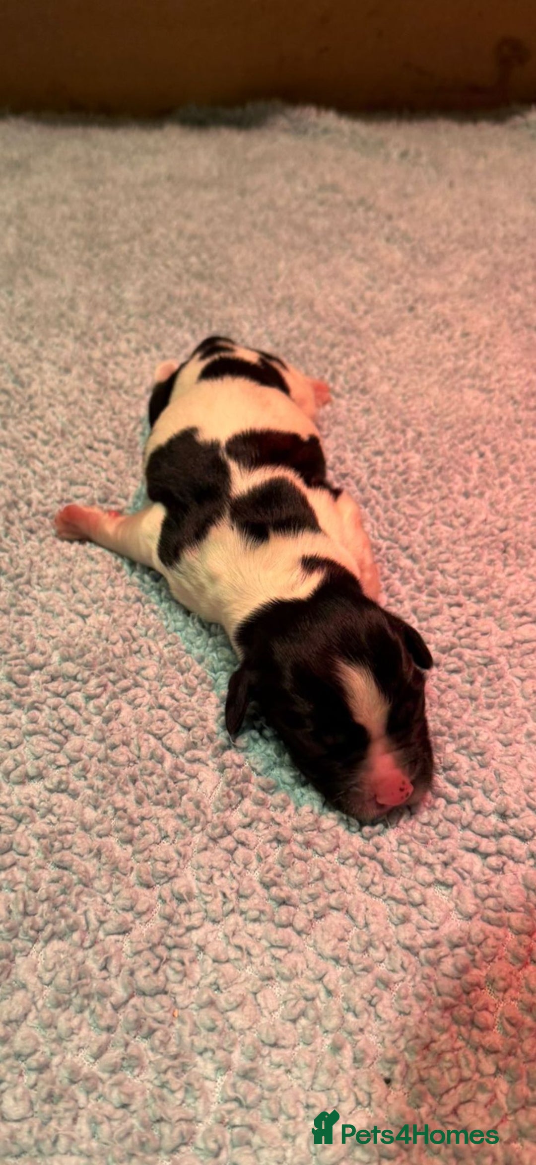 English Springer Spaniel dogs for sale: KC Reg English Springer Spaniels in Hampshire - Advert 3