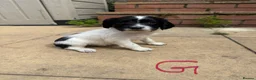 English Springer Spaniel dogs for sale: Beautiful English Springer Spaniel Puppies - Advert 8