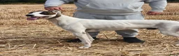 Lurcher dogs for stud: half cross bull greyhound - Advert 3