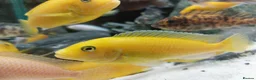 Cichlids fish for sale: African cichlids  - Advert 7
