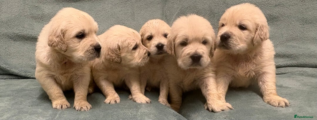 Golden Retriever dogs for sale: Golden Retriever Pups from Health Tested Parents  - Advert 23
