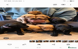 Labradoodle dogs for sale: F1 Labradoodles.  - Image 3