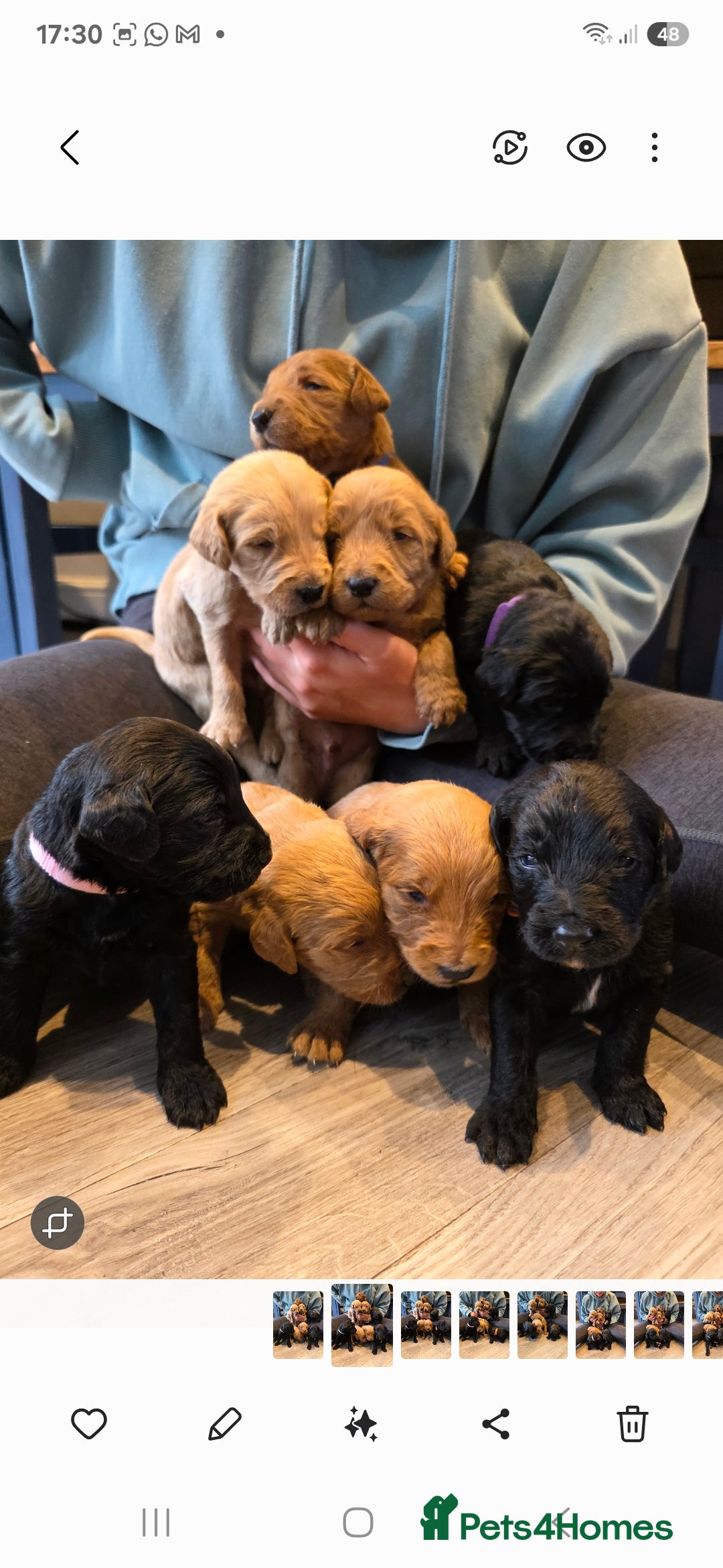 Labradoodle dogs for sale: F1 Labradoodles.  - Image 3