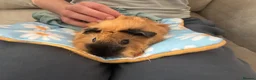 Guinea Pig rodents for sale: 2 Guinea pig sows  in Spalding - Advert 1