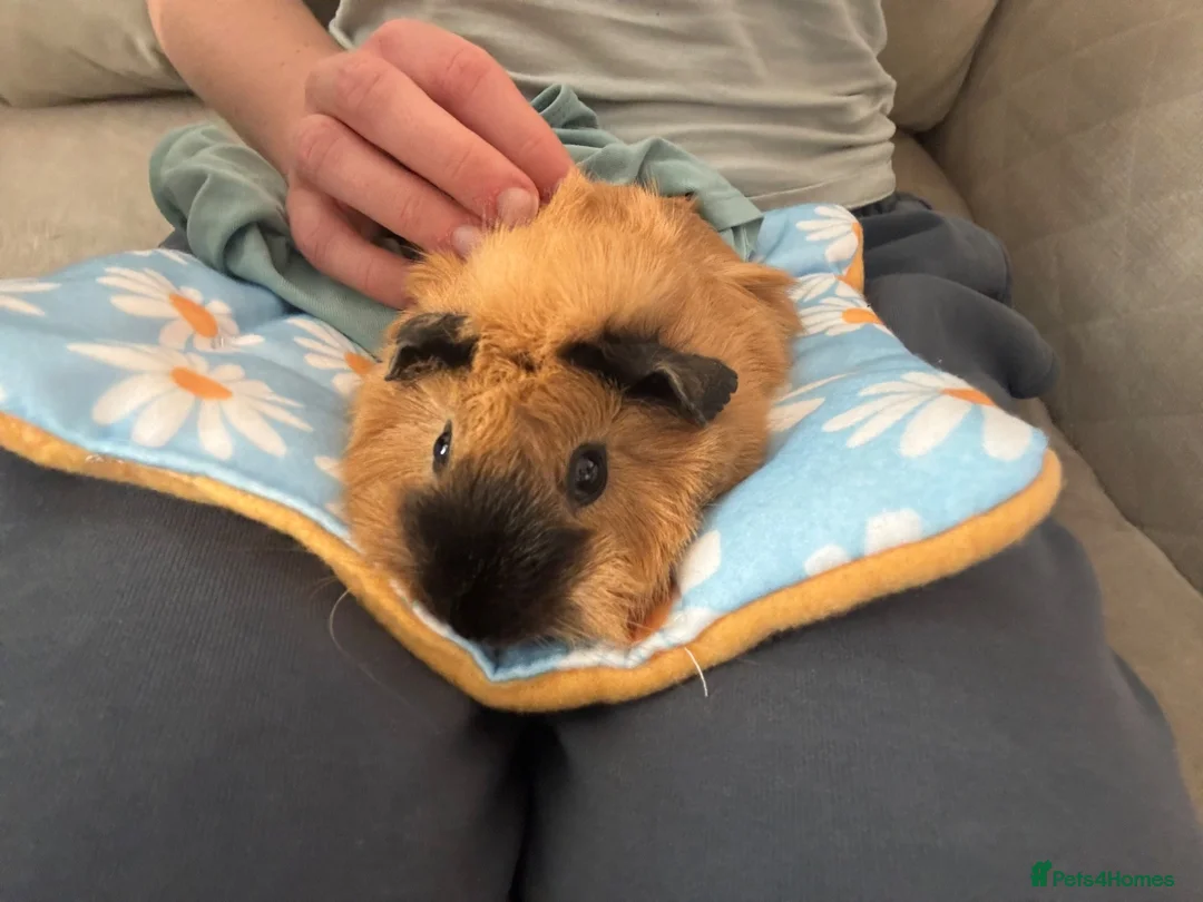 Guinea Pig rodents for sale: 2 Guinea pig sows  in Spalding - Advert 1