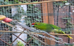 Parakeets birds for sale: Kakariki Parakeets  - Image 14
