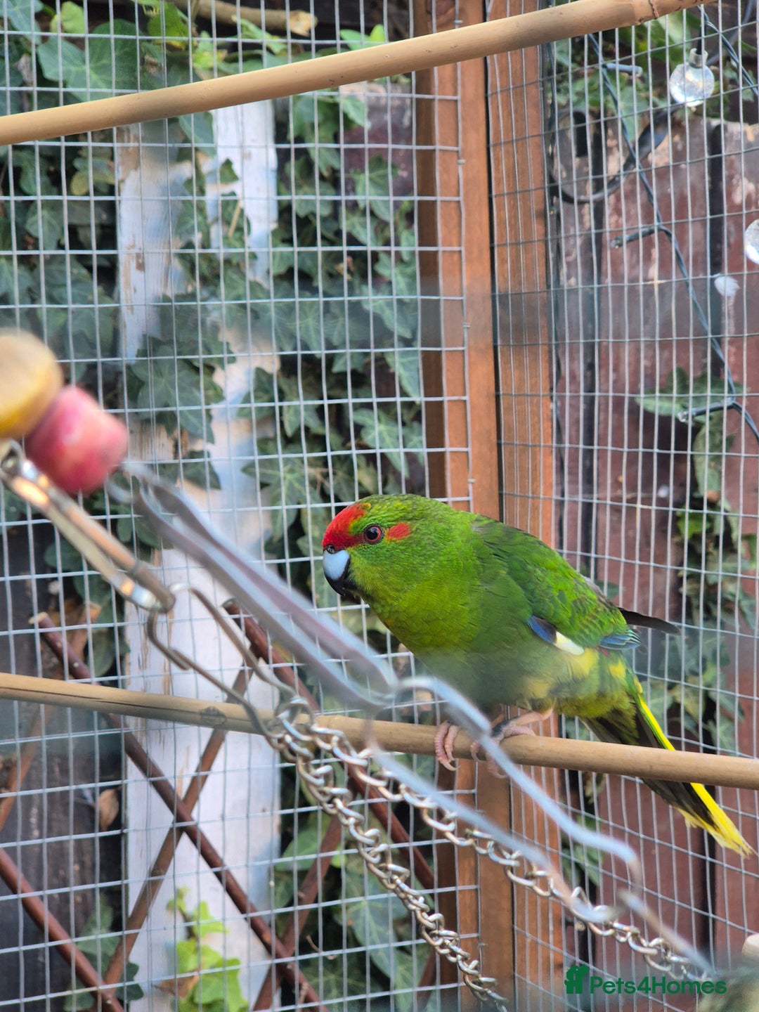 Parakeets birds for sale: Kakariki Parakeets  - Image 14