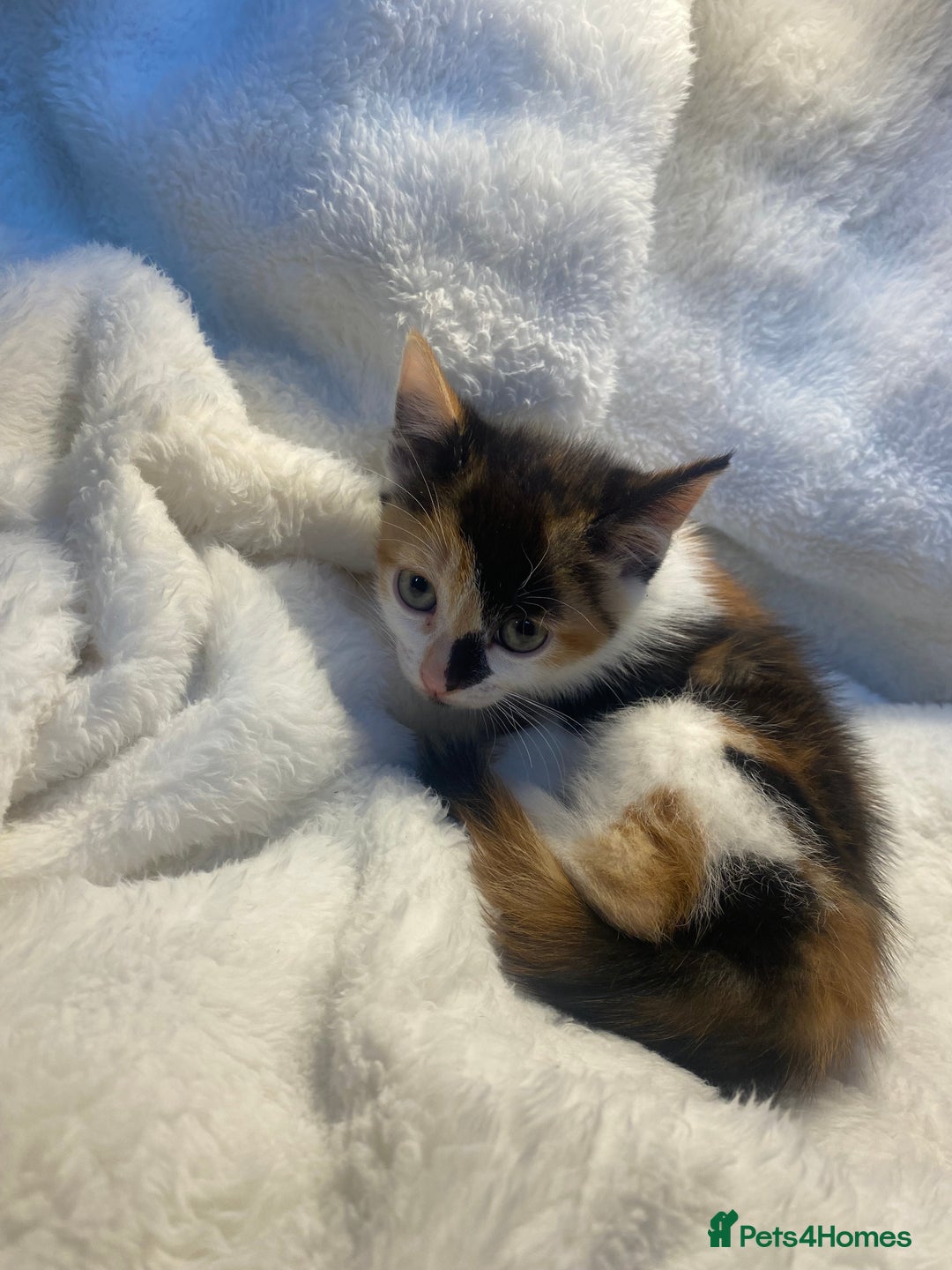 Mixed Breed cats for sale: Female Tortoiseshell Kitten Ready For Its New Home - Advert 4