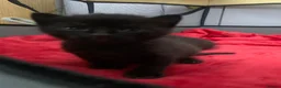 Mixed Breed cats for sale: Kittens looking for forever homes  - Advert 11