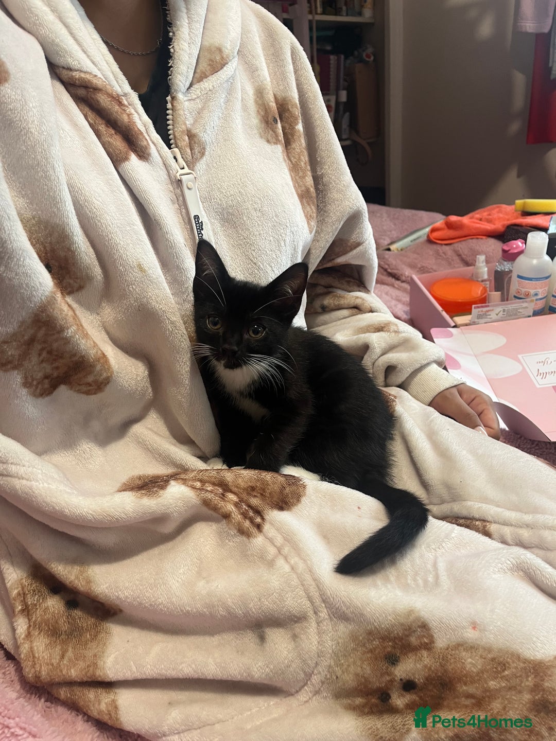 Mixed Breed cats for sale: 2 gorgeous playful kittens - Image 15