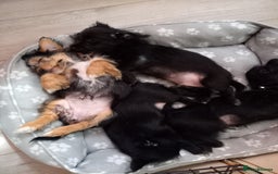 Mixed Breed dogs for sale: 💞ONLY 4 Beautiful Yorkie Russel Puppies Left 💞 - Image 31