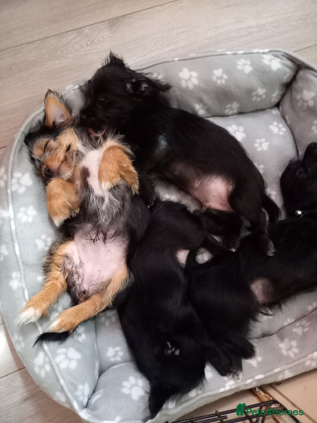 Mixed Breed dogs for sale: 💞ONLY 4 Beautiful Yorkie Russel Puppies Left 💞 - Image 31