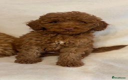 Cavapoo dogs for sale: Extensively Health Tested F1BB Cavapoo Puppies - Image 3
